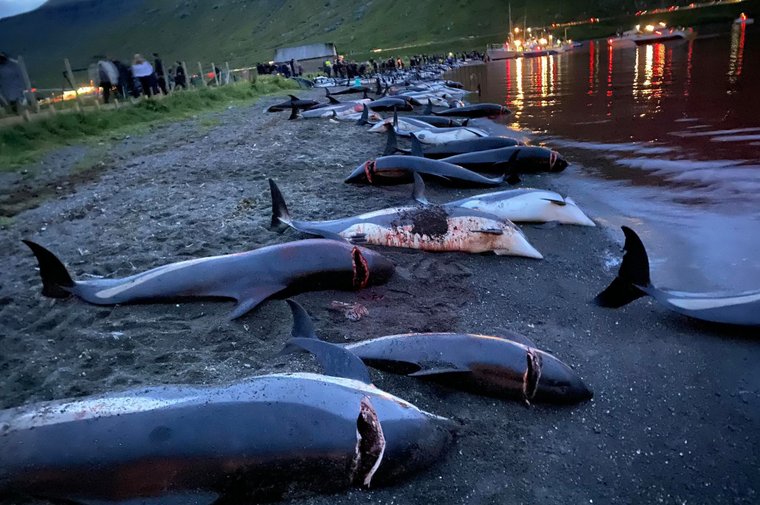 Grind del 12 Settembre a Skálabotnur. 📷 Sea Shepherd