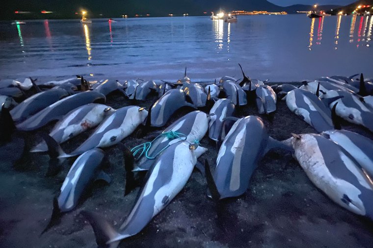 Grind del 12 Settembre a Skálabotnur. 📷 Sea Shepherd