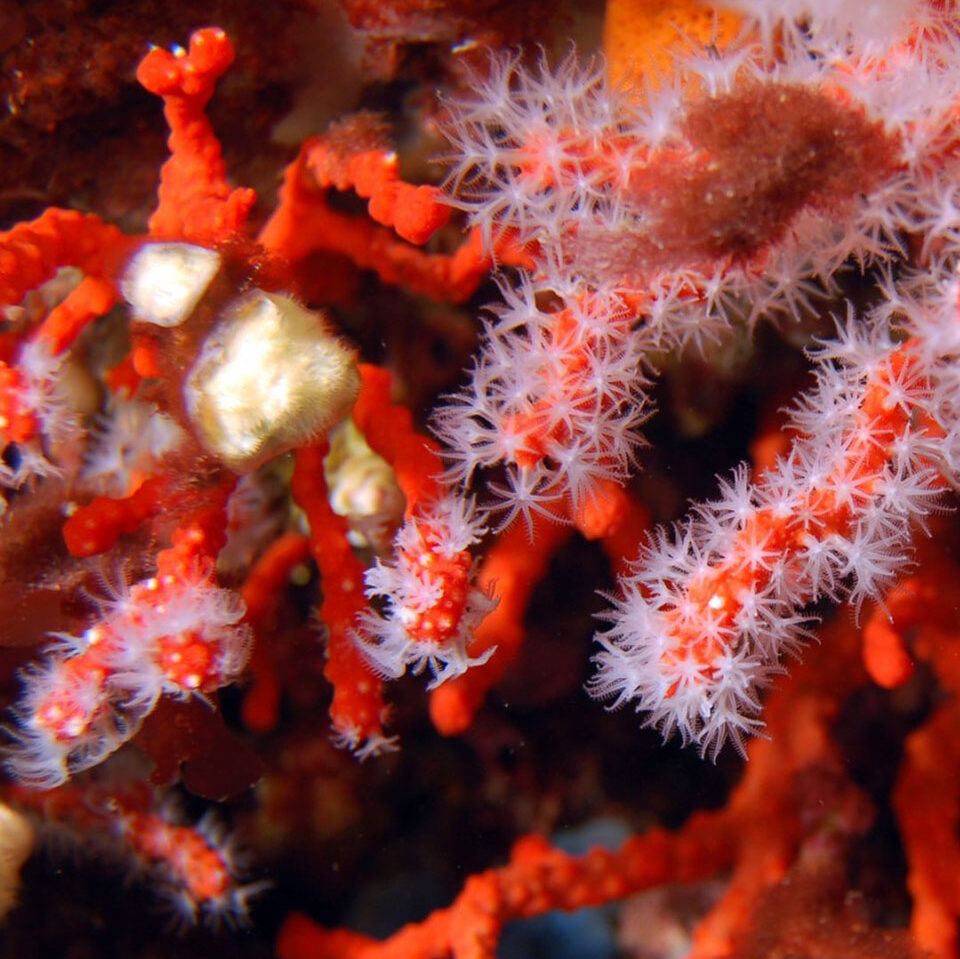 Corallo Rosso (Corallium Rubrum)