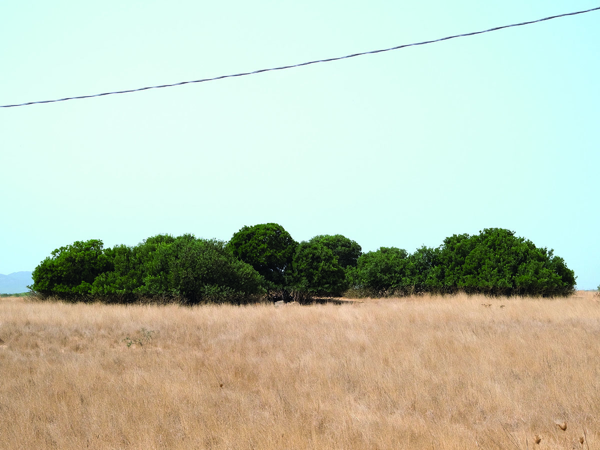 Mostra Paolo Carta, "Post fata resurgo"