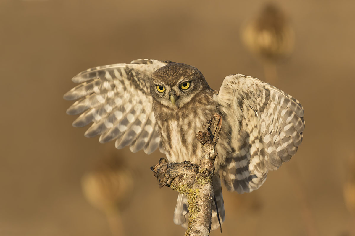 Mostra Rapaci, "Civetta con la preda appena cacciata"