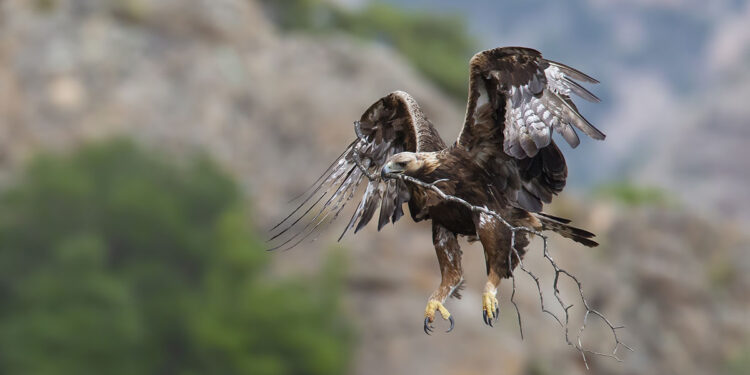 Organica 2021 - Mostra_Rapaci, Griva-Santona, "Aquila mentre porta un grosso ramo per ristrutturare il nido"