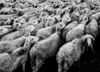 Pecore. 📷 Davide Ragusa