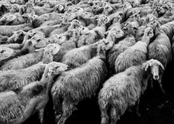 Pecore. ? Davide Ragusa