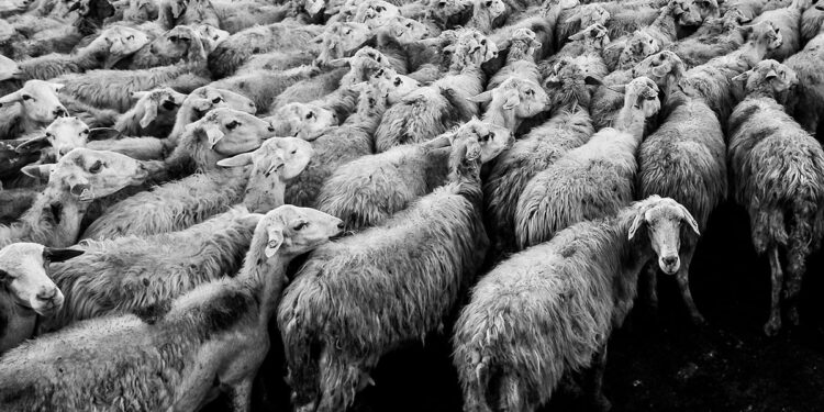 Pecore. ? Davide Ragusa
