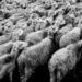 Pecore. ? Davide Ragusa