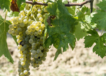 Vernaccia. ? Adobe Stock | Antonio Truzzi