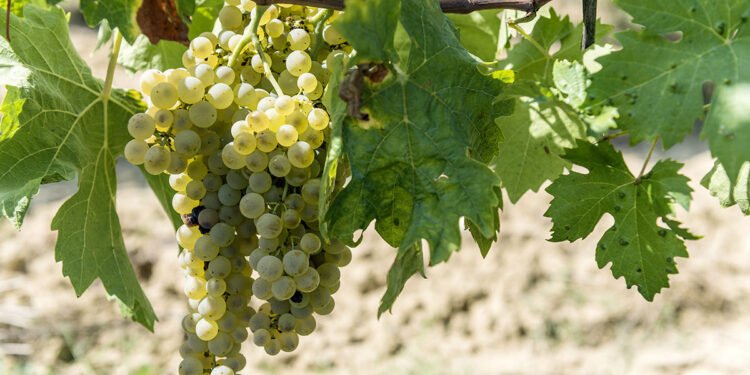 Vernaccia. ? Adobe Stock | Antonio Truzzi