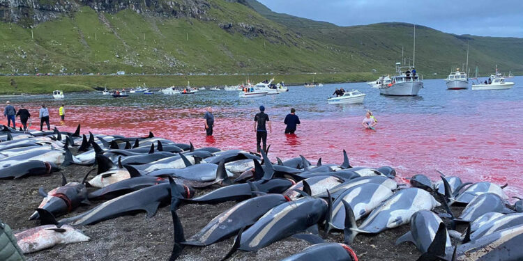 Grind del 12 Settembre a Skálabotnur. ? Sea Shepherd