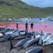 Grind del 12 Settembre a Skálabotnur. ? Sea Shepherd
