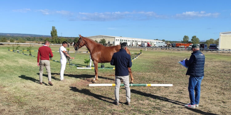 I giudici esaminano un cavallo