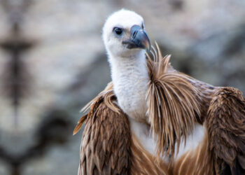 “LIFE Safe For Vultures”, il rilascio di Cristina