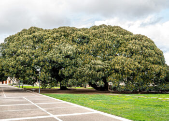 Alberi Monumentali ai Giardini Pubblici di Cagliari