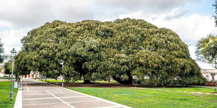 Alberi Monumentali ai Giardini Pubblici di Cagliari