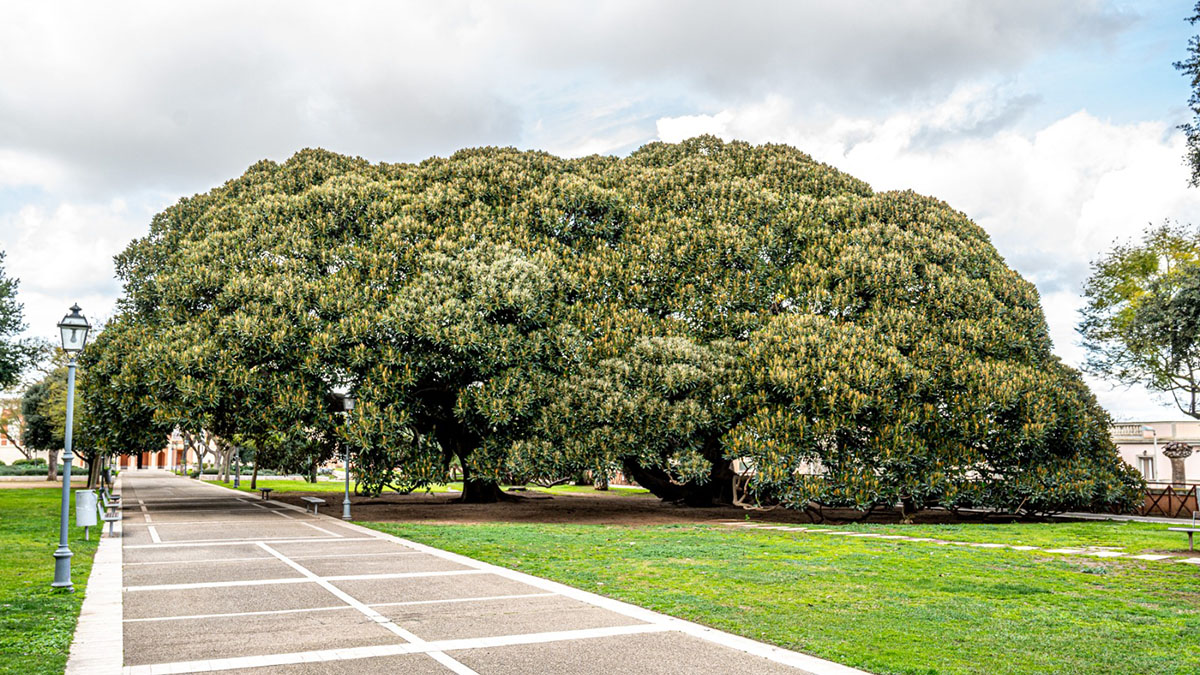 Alberi Monumentali ai Giardini Pubblici di Cagliari