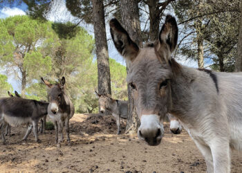 Asino sardo. ? Antonio Varcasia