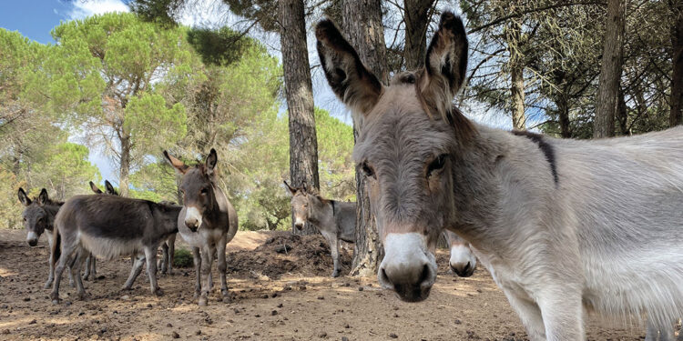 Asino sardo. ? Antonio Varcasia