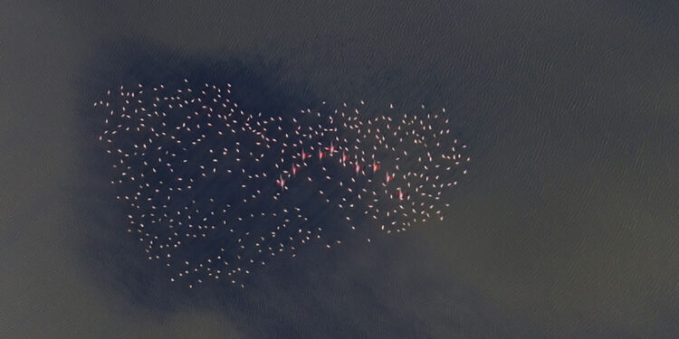 Mostra fotografica “164 Piedi: Sardegna dallo Zenit al Nadir”: Fenicotteri