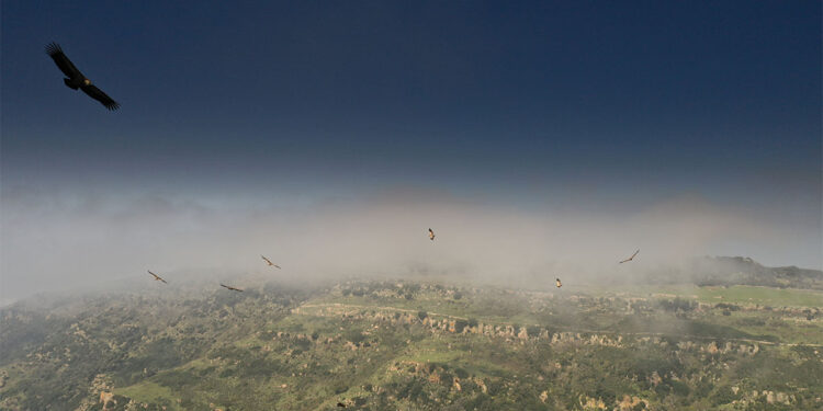 “LIFE Safe For Vultures”, Grifoni in Sardegna. ? Mauro Sanna