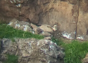 La fotografia scattata da Alfonso Campus appoggiando il telefonino a un cannocchiale