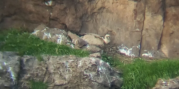 La fotografia scattata da Alfonso Campus appoggiando il telefonino a un cannocchiale