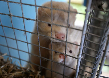 Visoni in gabbia. ? Algimantas | AdobeStock