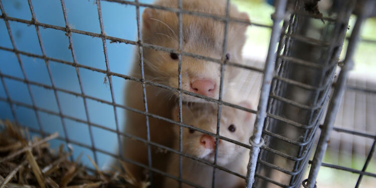 Visoni in gabbia. ? Algimantas | AdobeStock