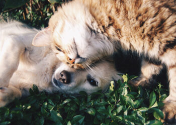 cane e gatto