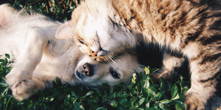 cane e gatto