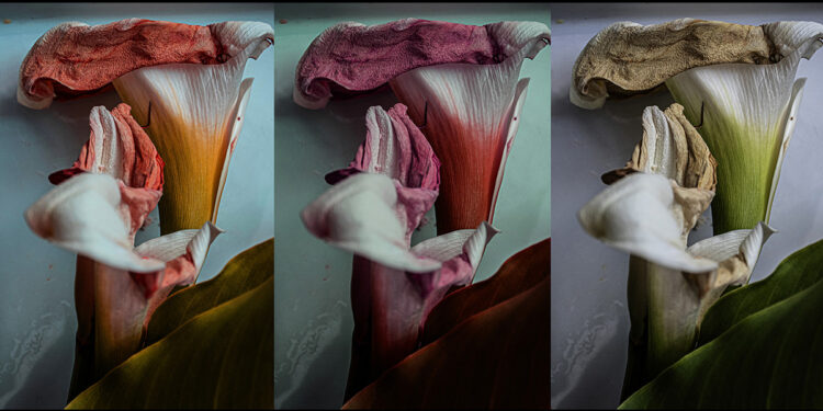 NostraSanctissima - Giovanni Coda