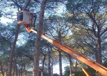 Lavori di potatura nella pineta di Maria Pia di Alghero