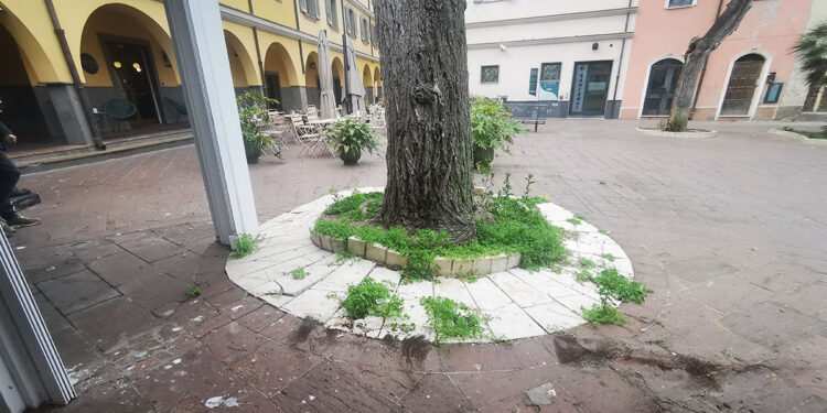 Albero Piazza Garibaldi Porto Torres