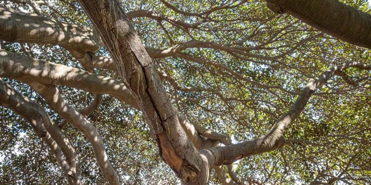 Cagliari Ficus macrophylla