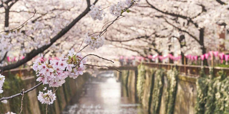 Fioritura dei ciliegi all'Hotel Gajoen sul fiume Meguro a Tokyo