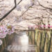 Fioritura dei ciliegi all'Hotel Gajoen sul fiume Meguro a Tokyo