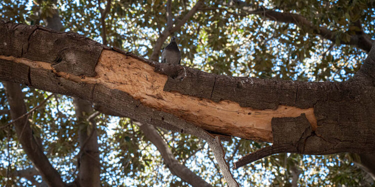 Potatura ficus in Piazza Ingrao a Cagliari