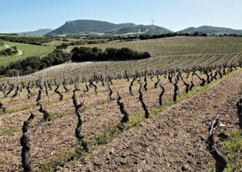 Vigneti di moscato Sorso-Sennori