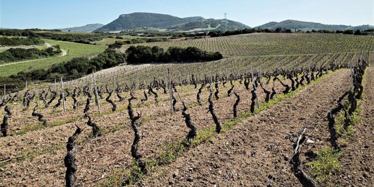 Vigneti di moscato Sorso-Sennori