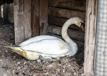 Il cigno durante la cova