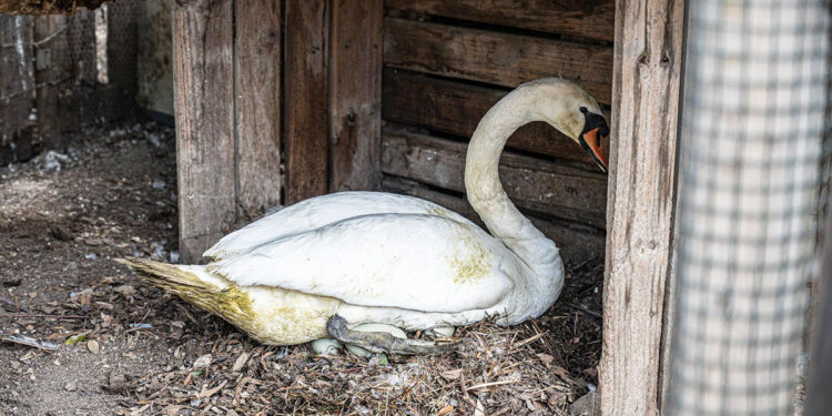 Il cigno durante la cova