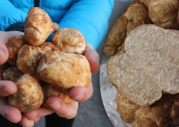 Tartufo della sabbia. ? Adobe Stock | Stewart