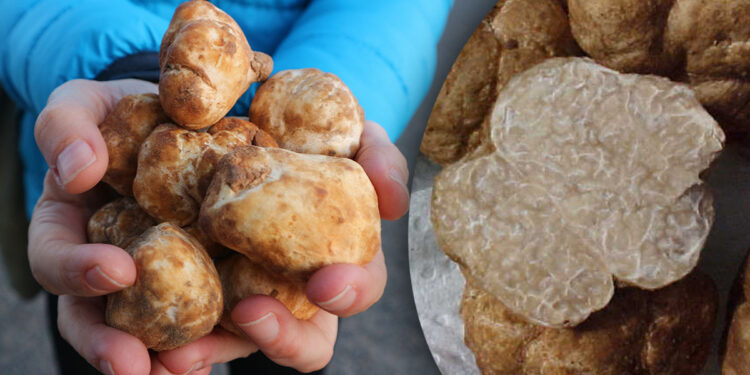 Tartufo della sabbia. ? Adobe Stock | Stewart