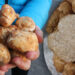 Tartufo della sabbia. ? Adobe Stock | Stewart