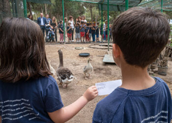 Cagliari, il battesimo dei pulli di oca