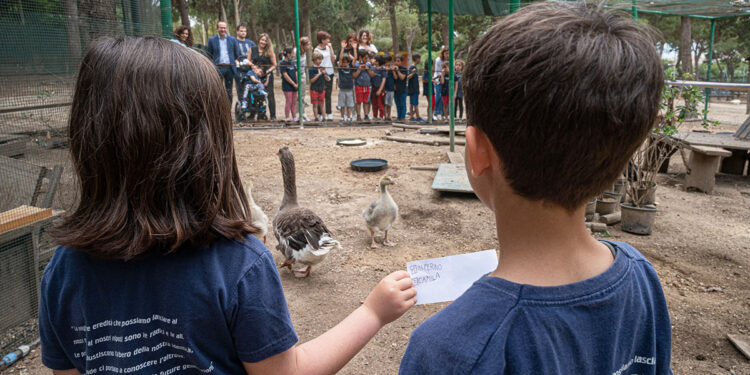 Cagliari, il battesimo dei pulli di oca