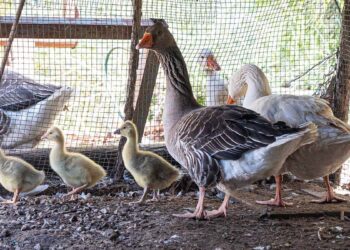 Oche Parco Monte Urpinu