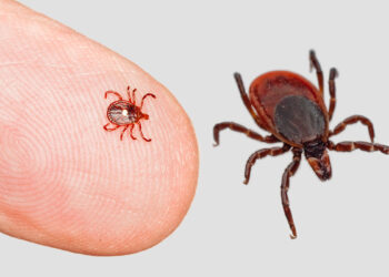 Zecca. ? Depositphotos