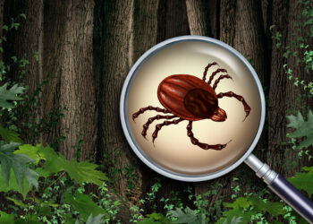 Zecca. ? Depositphotos