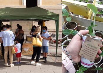 Donazione di luffa del Ceas Aristanis