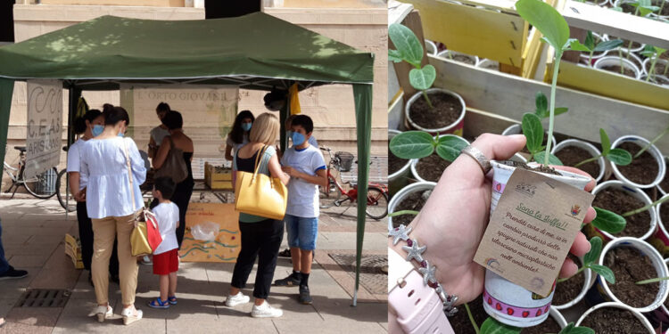 Donazione di luffa del Ceas Aristanis